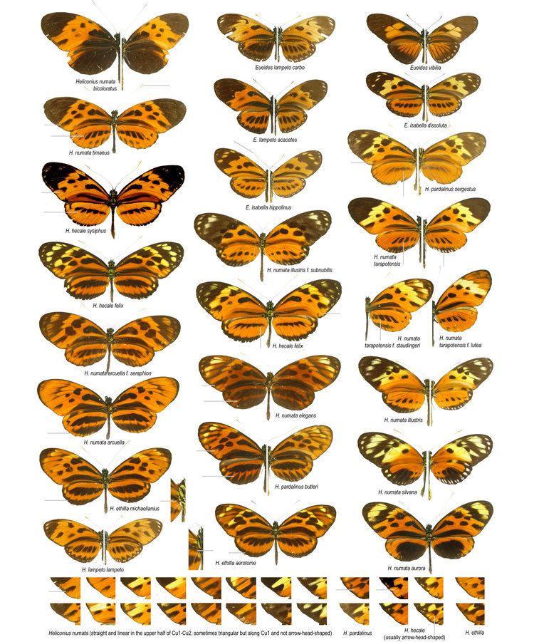 Heliconiinae Guide to the butterflies of San Martin Peru