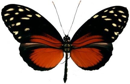 Heliconiinae The Nymphalidae Systematics Group
