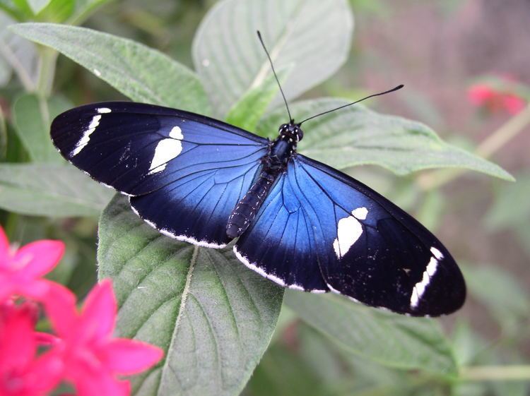 Heliconius Heliconius Butterfly Works Ecuador