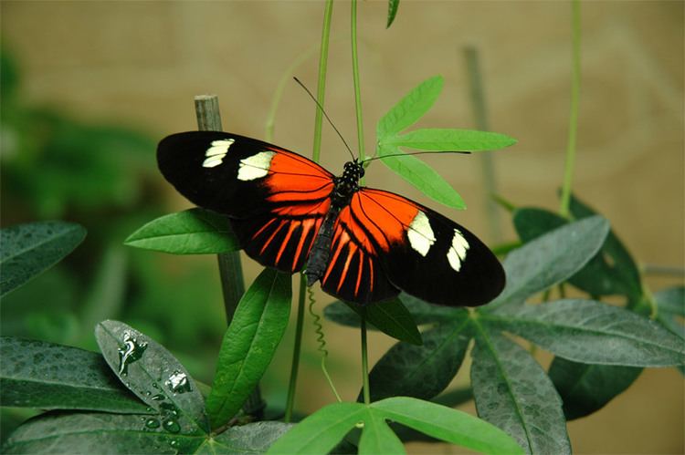 Heliconius Heliconius Butterflies Captive Bred in the UK