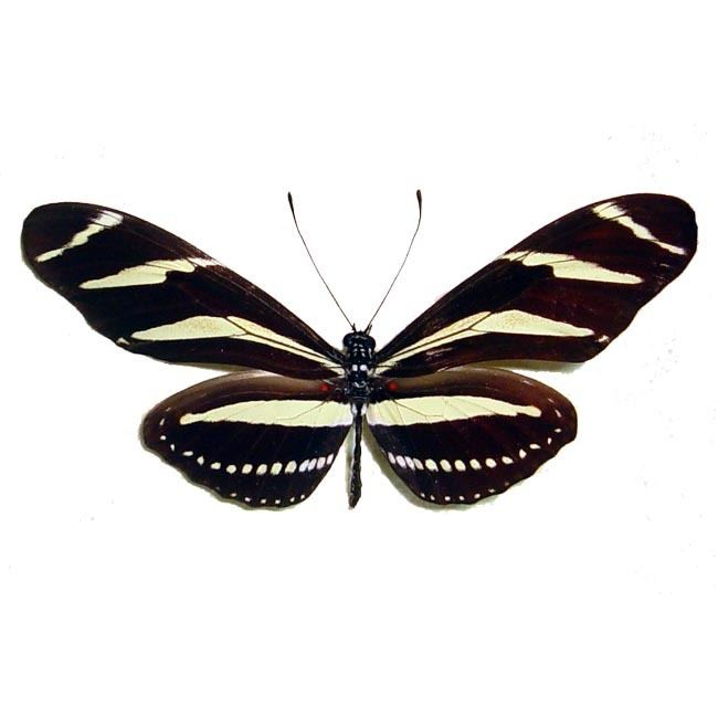 Heliconius charithonia Heliconius Charithonia Florida State Butterfly Real Butterfly