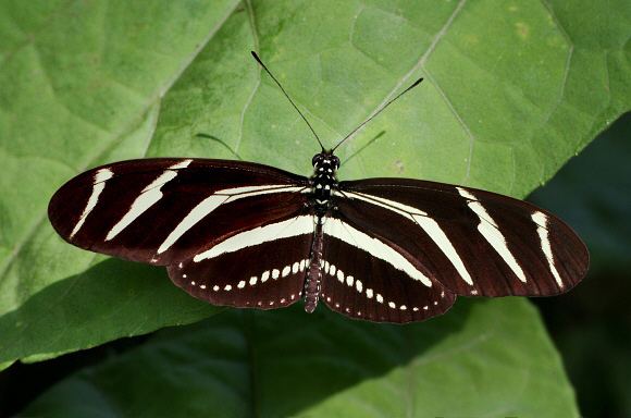 Heliconius charithonia Butterflies of Amazonia Heliconius charithonia