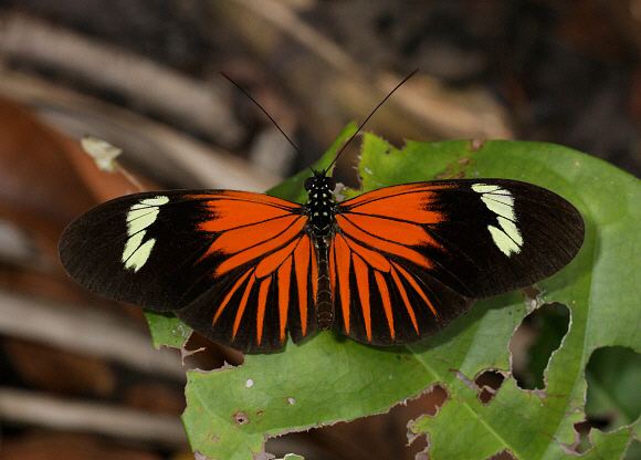 Heliconius erato Butterflies of Amazonia Heliconius erato