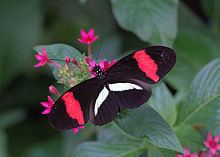 Heliconius erato httpsuploadwikimediaorgwikipediacommonsthu