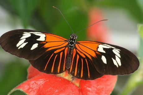 Heliconius erato Heliconius Homepage Heliconius erato erato