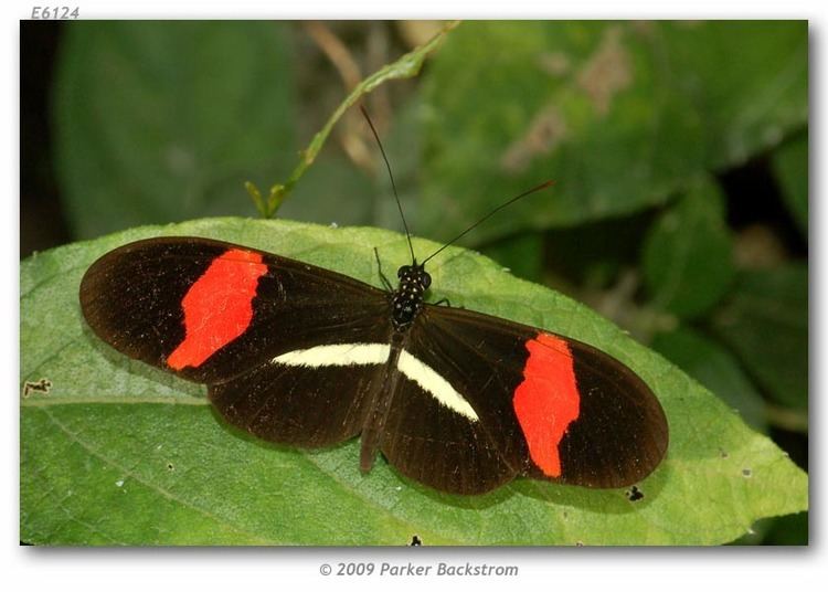 Heliconius erato Heliconius erato petiverana live adults