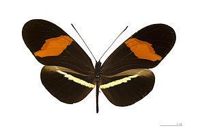 Heliconius erato Heliconius erato Wikipdia