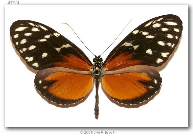 Heliconius hecale Heliconius hecale zuleika pinned specimens page 1
