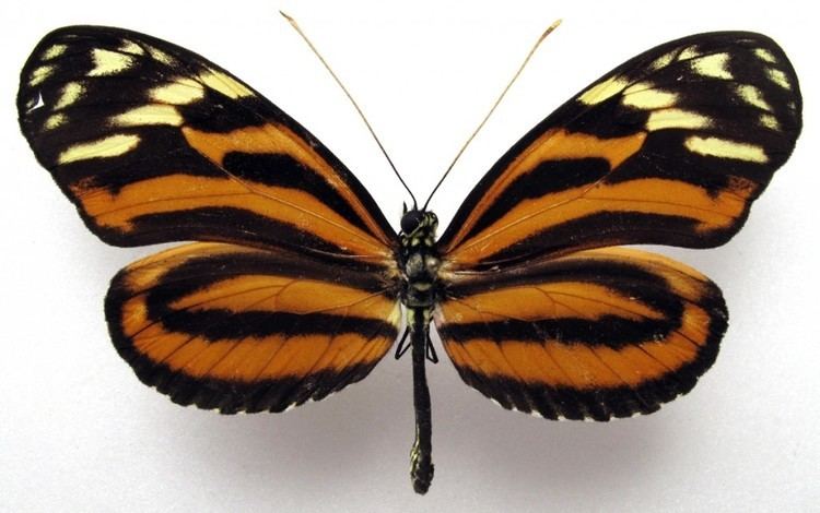 Heliconius ismenius ismenius heliconius butterflies