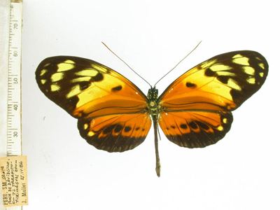 Heliconius numata Heliconius numata