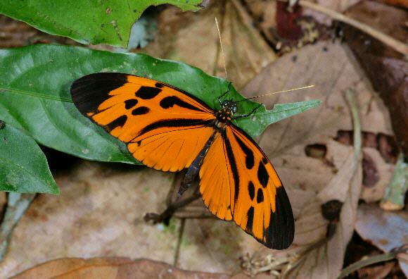 Heliconius numata Butterflies of Amazonia Heliconius numata