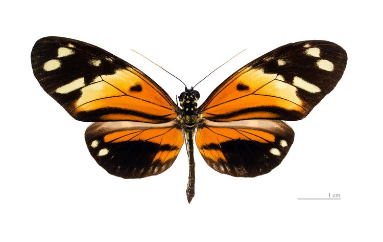 Heliconius numata httpsuploadwikimediaorgwikipediacommons66