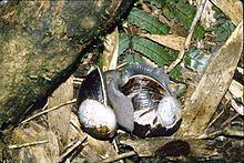 Helicophanta ibaraoensis httpsuploadwikimediaorgwikipediacommonsthu