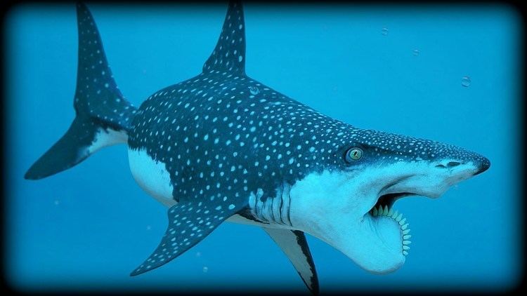 Helicoprion Prehistoric Beasts Helicoprion Documentary YouTube