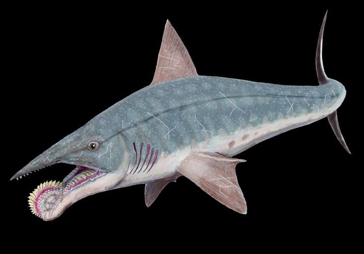 Helicoprion Mystery of Helicoprion spiral fossil solved HeritageDaily