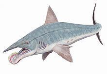 Helicoprion Helicoprion Wikipedia
