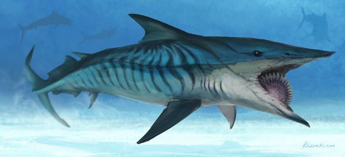 Helicoprion helicoprion DeviantArt