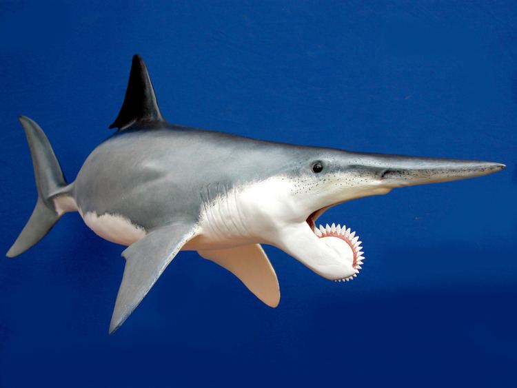 Helicoprion The BuzzSaw Jaw Helicoprion