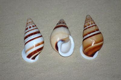 Helicostyla Land Snails from Denis Brand Minerals and Lapidary Art