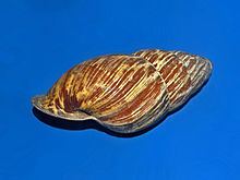 Helicostyla mindoroensis httpsuploadwikimediaorgwikipediacommonsthu