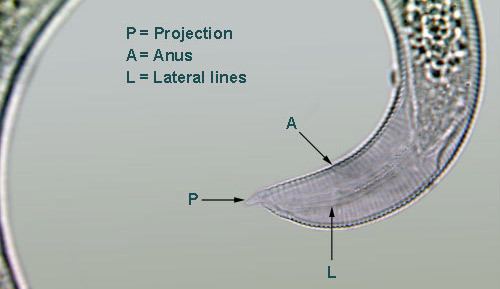 Helicotylenchus spiral nematode Helicotylenchus pseudorobustus Steiner 1941