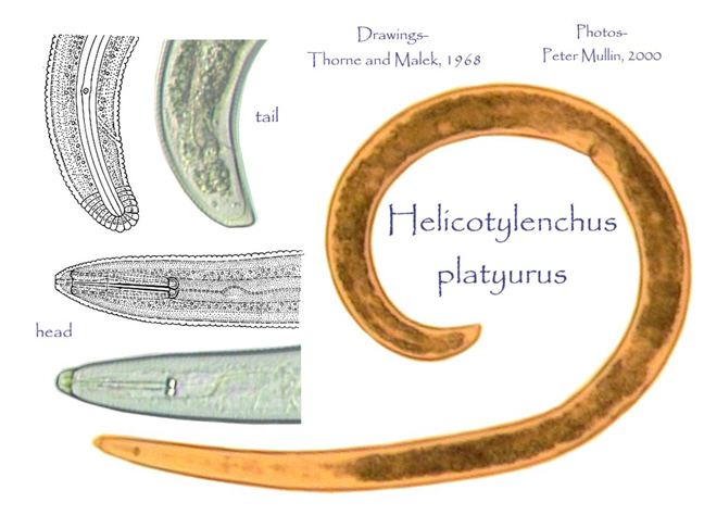 Helicotylenchus Helicotylenchus platyurus