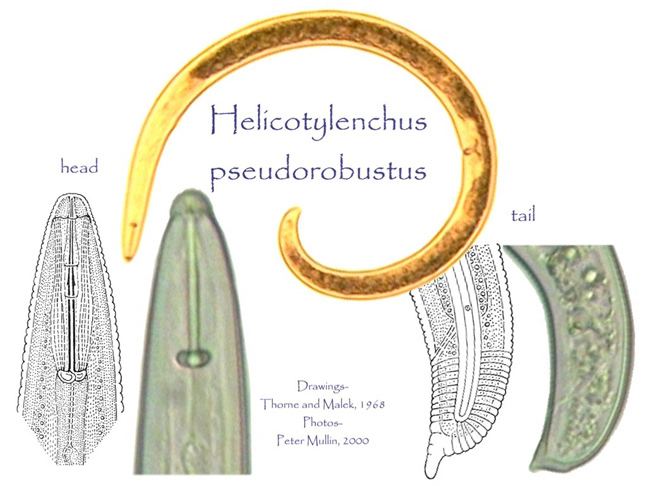 Helicotylenchus Helicotylenchus pseudorobustus