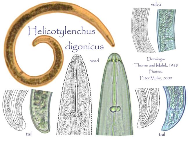 Helicotylenchus Helicotylenchus digonicus