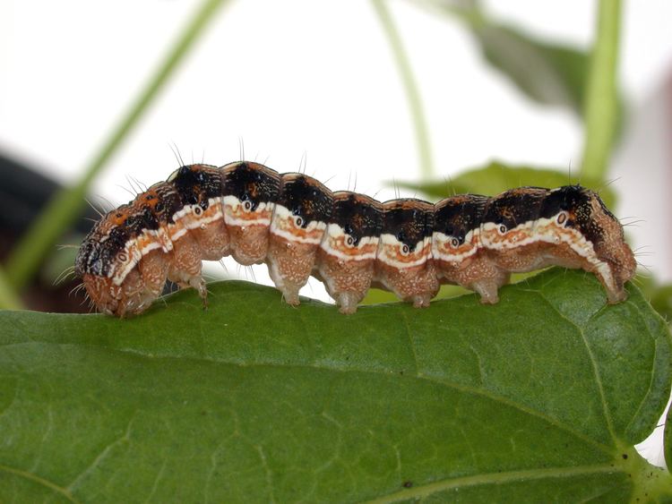 Helicoverpa armigera A larva of Helicoverpa armiger CSIRO Science Image CSIRO Science