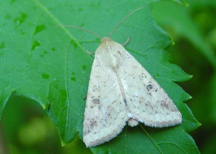 Helicoverpa armigera Helicoverpa armigera Wikipedia