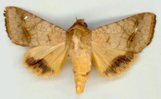 Helicoverpa assulta lepidopterabutterflyhousecomauheliassulta5jpg