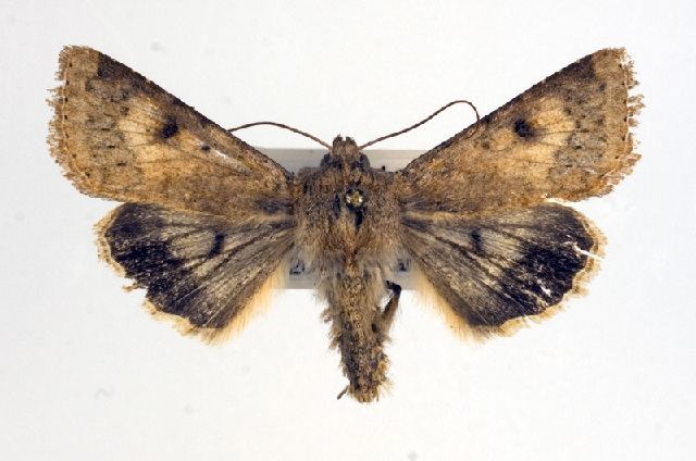 Helicoverpa titicacae