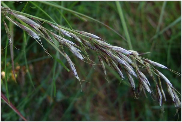 Helictotrichon pubescens Irish Grasses Downy Oatgrass Helictotrichon pubescens
