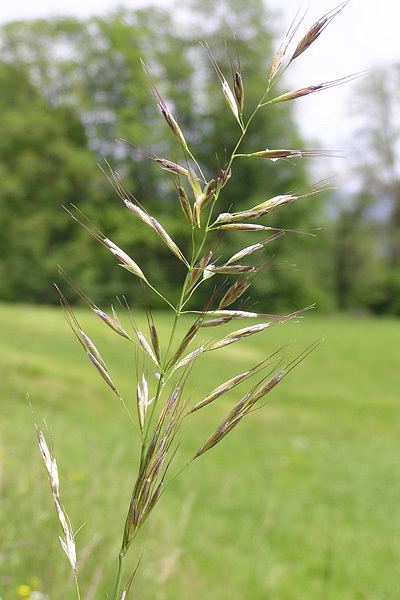 Helictotrichon pubescens Helictotrichon pubescens Huds Pilg