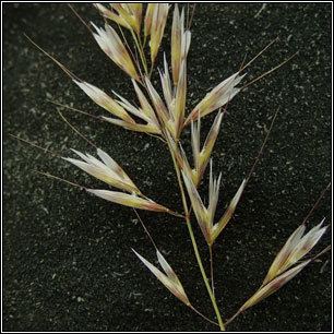 Helictotrichon pubescens Irish Grasses Downy Oatgrass Helictotrichon pubescens