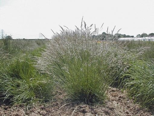 Helictotrichon pubescens Avenula pubescens Helictotrichon pubescens Downy Oatgrass w