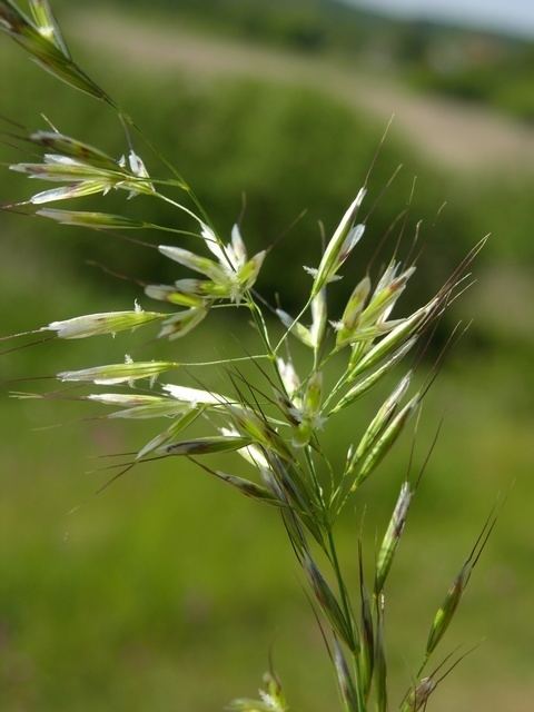 Helictotrichon pubescens Downy OatGrass Downy Oat Helictotrichon pubescens Biopix photo