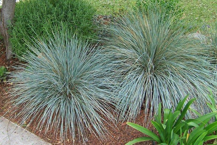 Helictotrichon sempervirens Helictotrichon sempervirens Blue Oat Gras Google Search kaui39s