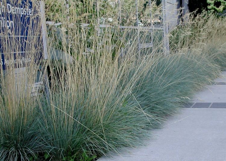 Helictotrichon sempervirens Super Natural Landscapes Ornamental grass are key show pieces for