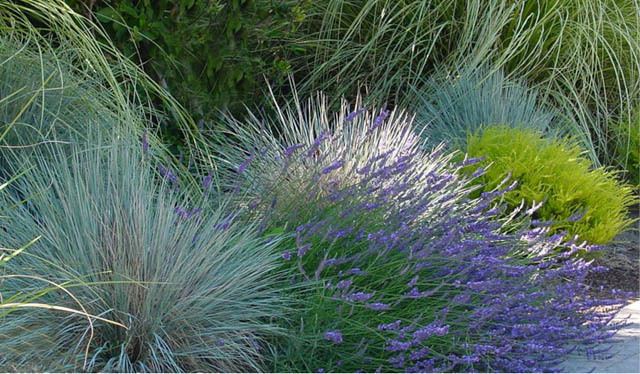 Helictotrichon sempervirens Helictotrichon sempervirens Blue Oat Grass