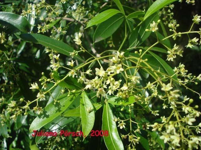 Helietta tropicalthefernsinfoplantimages6b6be3dc104cb