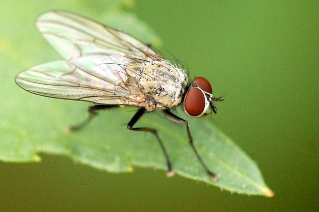 Helina maculipennis