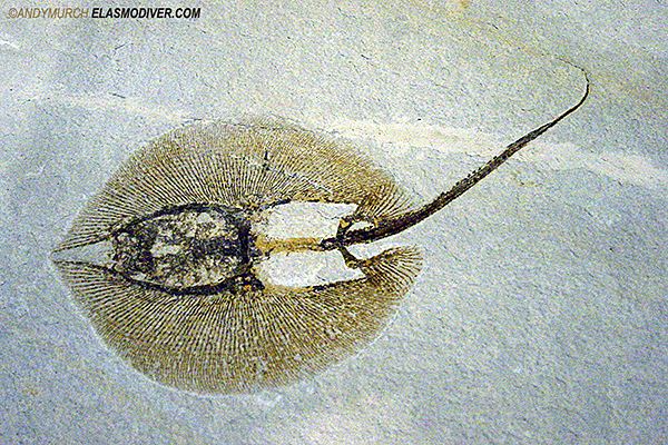 Heliobatis Heliobatis radians a dasyatid stingray from the early Eocine