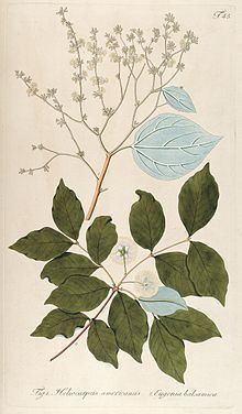 Heliocarpus americanus httpsuploadwikimediaorgwikipediacommonsthu