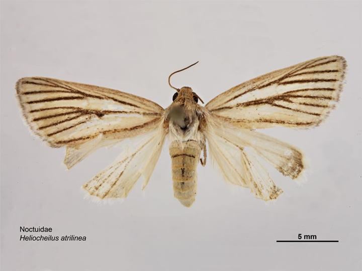 Heliocheilus atrilinea