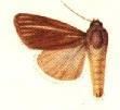 Heliocheilus eodora httpsuploadwikimediaorgwikipediacommons33