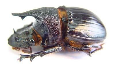 Heliocopris Beetles of Africa Catalog Page