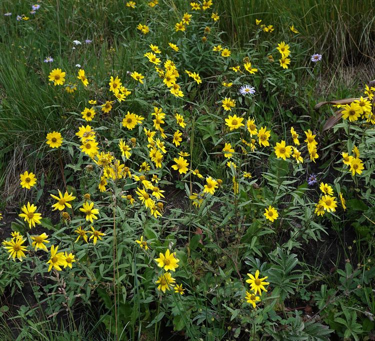 Heliomeris Southwest Colorado Wildflowers Heliomeris multiflora
