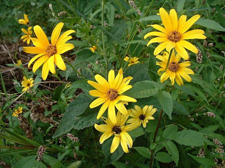 Heliopsis 1000 images about GF Heliopsis on Pinterest Plants Sun and Smooth