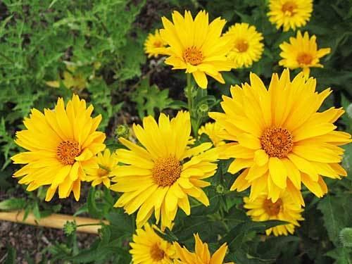 Heliopsis Heliopsis helianthoides 39Summer Sun39 Long NameTall Flower
